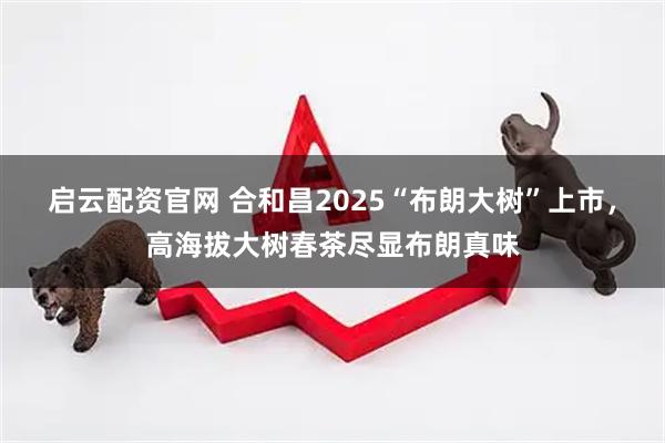 启云配资官网 合和昌2025“布朗大树”上市，高海拔大树春茶尽显布朗真味